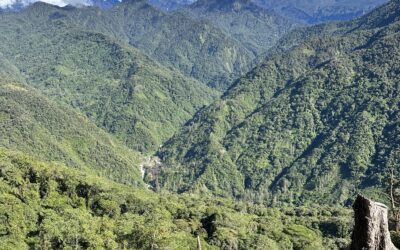 Papuan Jungle Expedition